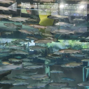 富士湧水の里水族館（ふじゆうすいのさとすいぞくかん）