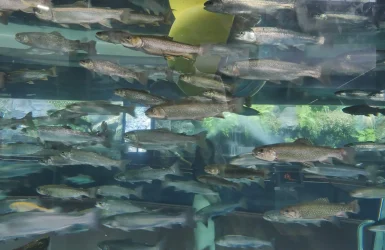 富士湧水の里水族館（ふじゆうすいのさとすいぞくかん）